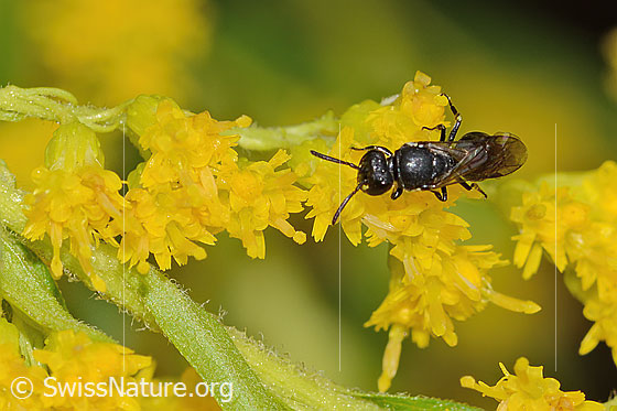 Photo: Probably Hylaeus hyalinatus on Solidago canadensis. Length 6mm. Female. View from above.