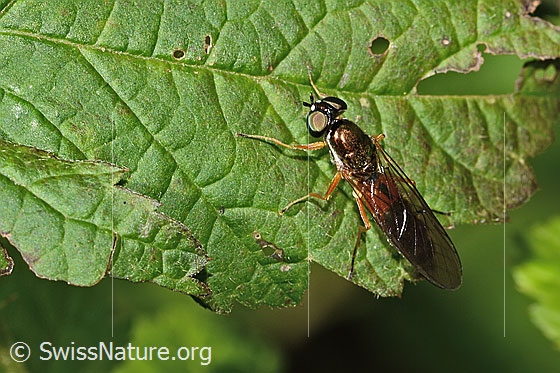 Photo: Sargus bipunctatus. Length 13mm. Female. View from above.