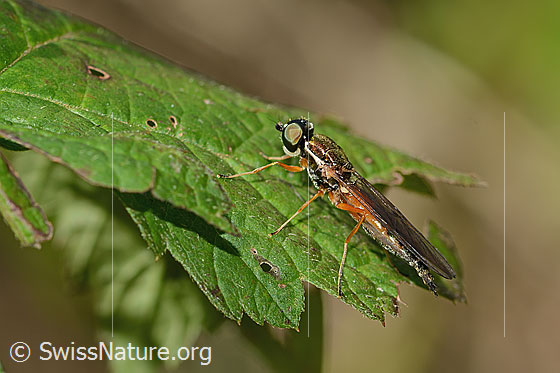 Photo: Sargus bipunctatus. Length 13mm. Female. View from the side.