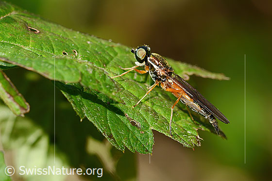Sargus bipunctatus