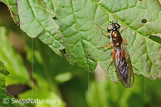 Photo: Sargus bipunctatus. Length 13mm. Female. View from above.