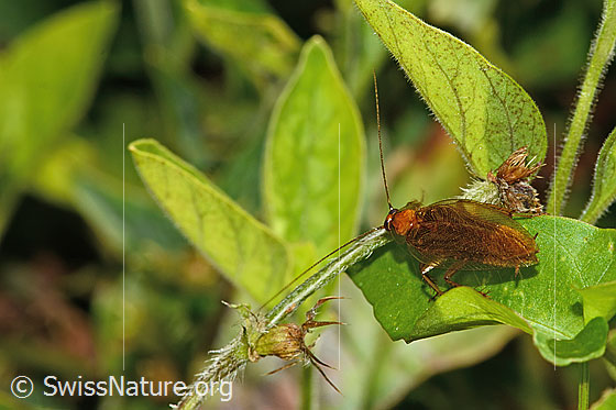 Foto: Bernstein-Waldschabe (Ectobius vittiventris). Länge 13mm. Männchen. Ansicht von oben.