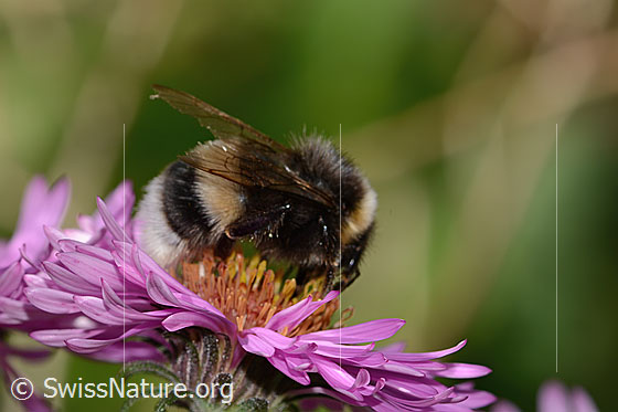 Photo: Bombus terrestris on Aster novae-angliae. Length 17mm. View from the side above.