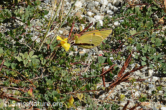 Foto: Postillon (Colias crocea) auf Alpen-Hornklee (Lotus alpinus). Flügel geschlossen. Ansicht von seitlich vorne.