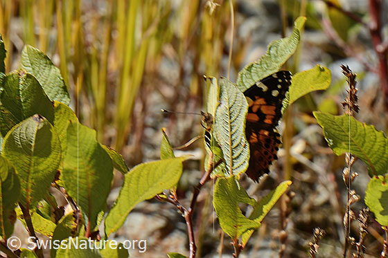 Photo: Vanessa atalanta. Wings half open. View from the side.