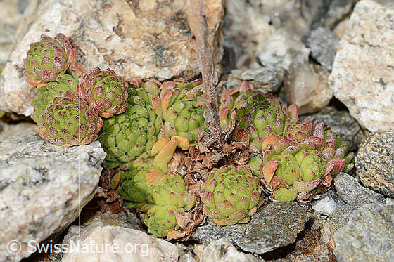 Foto: Berg-Hauswurz (Sempervivum montanum). Blattrosetten.