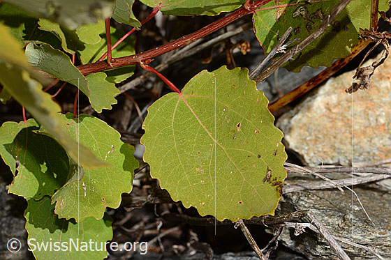 Foto: Zitterpappel (Populus tremula). Wird auch Aspe oder Espe genannt. Blattoberseite.