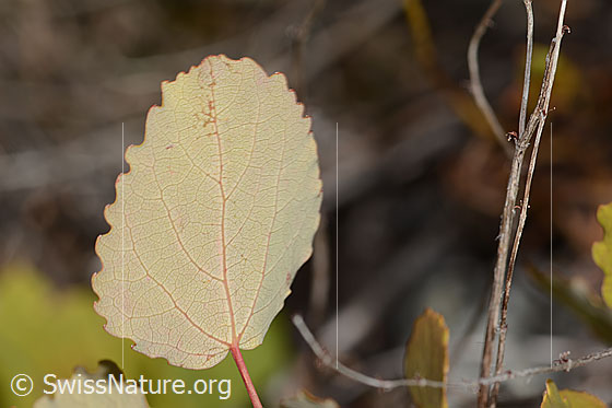 Foto: Zitterpappel (Populus tremula). Blattunterseite
