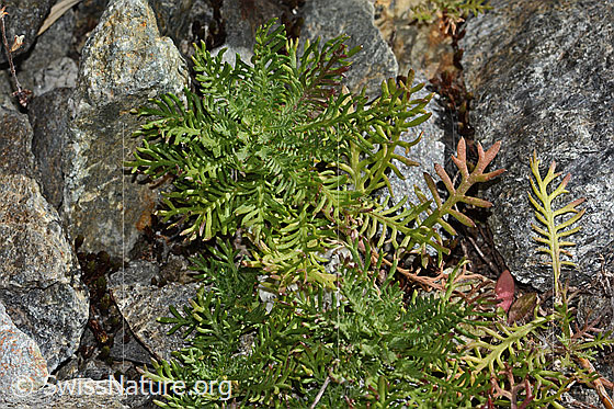 Foto: Moschus-Schafgarbe (Achillea erba-rotta ssp. moschata). Blätter.