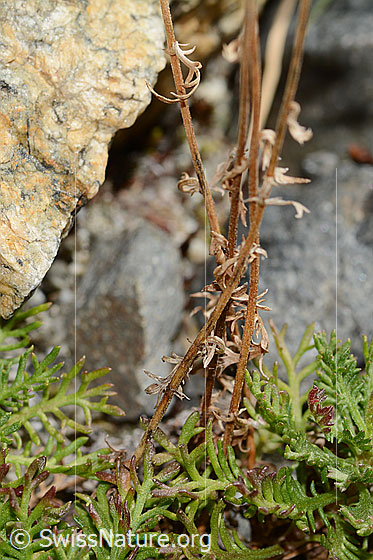 Foto: Moschus-Schafgarbe (Achillea erba-rotta ssp. moschata). Ausgetrockneter Stängel.