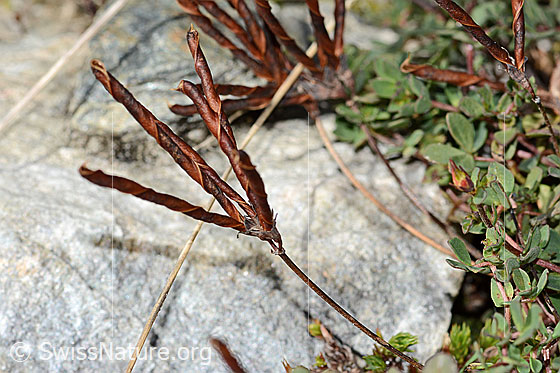 Alpen-Hornklee (Lotus alpinus)