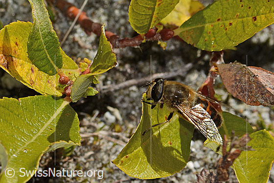 Foto: Mistbiene (Eristalis tenax) auf Strauch. Ansicht von der Seite.