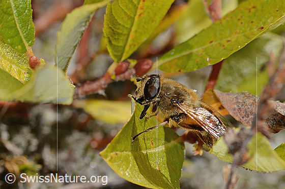 Photo: Eristalis tenax on shrub. View from the side.