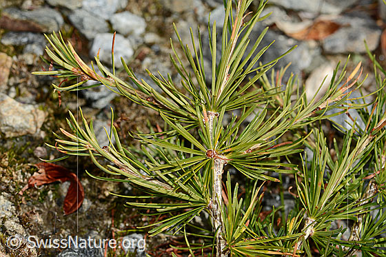 Foto: Europäische Lärche (Larix decidua). Ästchen und Nadeln.