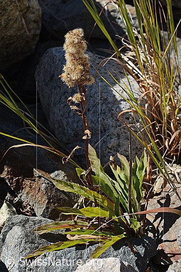 Foto: Alpen-Goldrute (Solidago virgaurea ssp. minuta).