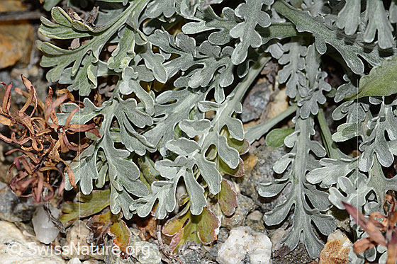 Foto: Graues Greiskraut (Senecio incanus). Blattoberseite.