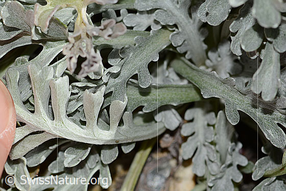 Foto: Graues Greiskraut (Senecio incanus). Blattunterseite.