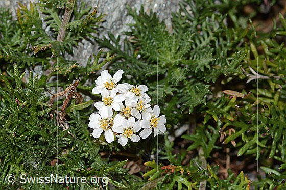 Foto: Moschus-Schafgarbe (Achillea erba-rotta ssp. moschata). Blüten und Blätter.