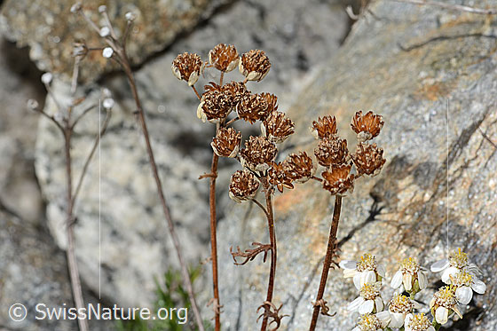 Foto: Moschus-Schafgarbe (Achillea erba-rotta ssp. moschata). Verblühte Blüten.