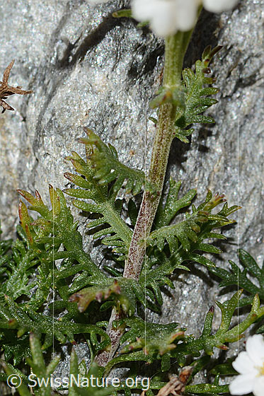 Foto: Moschus-Schafgarbe (Achillea erba-rotta ssp. moschata). Stängel und Blätter.
