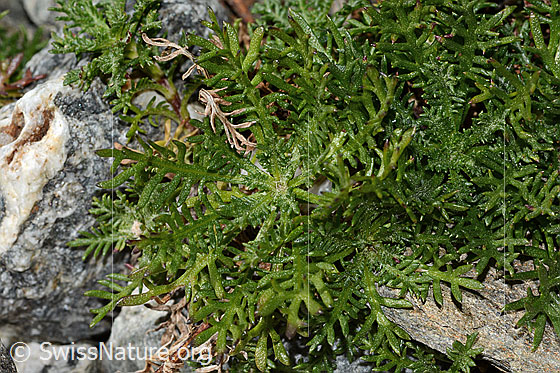 Foto: Moschus-Schafgarbe (Achillea erba-rotta ssp. moschata). Blätter.