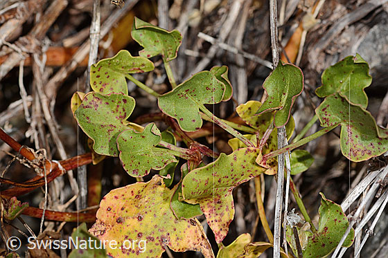 Foto: Schildblättriger Ampfer (Rumex scutatus). Blätter. Blattoberseite.