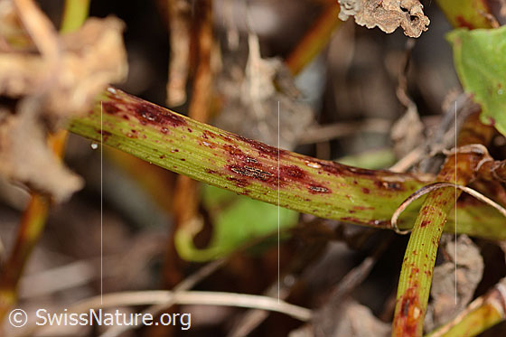 Foto: Schildblättriger Ampfer (Rumex scutatus). Stängel.