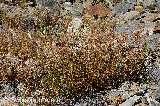 Foto: Schildblättriger Ampfer (Rumex scutatus). Ganze Pflanze (Habitus). Höhe = 57cm.