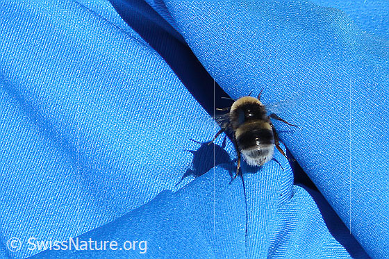 Foto: Wahrscheinlich Dunkle Erdhummel (Bombus terrestris). Länge 11 - 23mm. Ansicht von hinten oben.