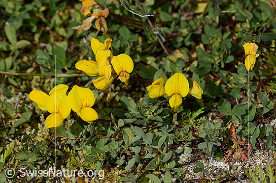 Photo: Lotus alpinus. Whole plant (habiti).