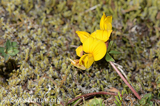 Foto: Alpen-Hornklee (Lotus alpinus). Blüten und Stängel.
