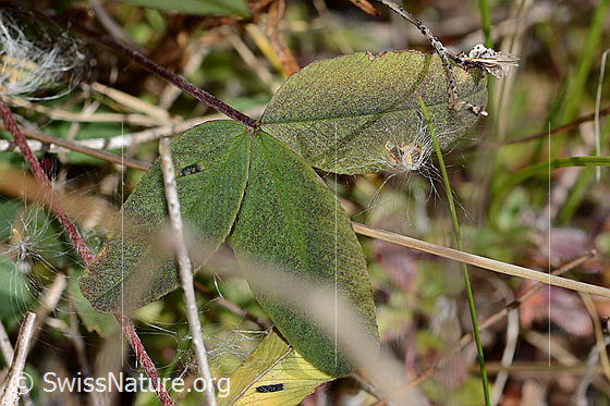 Foto: Braun-Klee (Trifolium badium). Blätter.