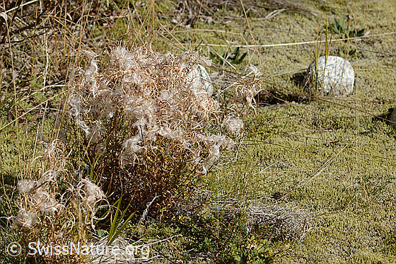 Foto: Fleischers Weidenröschen (Epilobium fleischeri). Ganze Pflanze (Habitus). Verblüht.