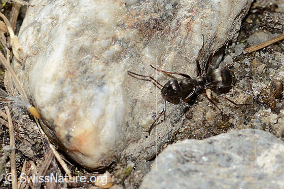 Foto: Wahrscheinlich Formica lemani (Waldameise). Länge 6mm. Ansicht von oben.