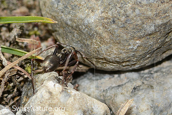 Foto: Wahrscheinlich Formica lemani (Waldameise). Länge 6mm. Ansicht von hinten.