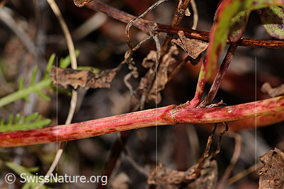 Photo: Rumex scutatus. Stem.