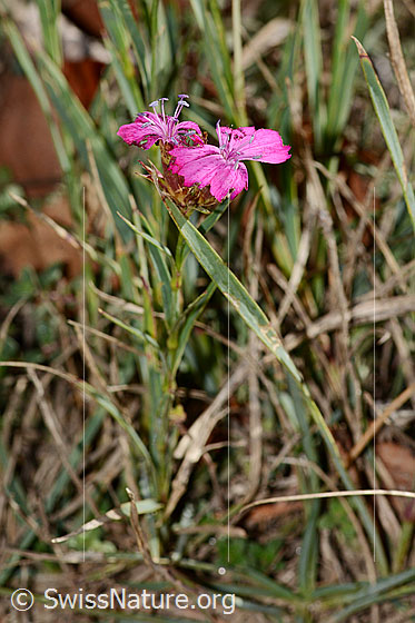 Photo: Dianthus carthusianorum. Whole plant (Hapitus). Height: 11cm.