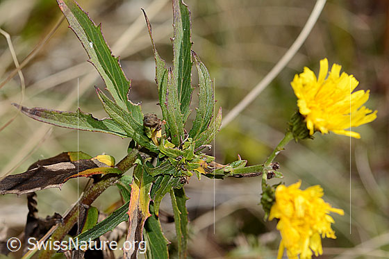 Foto: Doldiges Habichtskraut (Hieracium umbellatum). Blätter und Stängel.