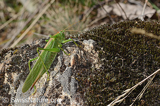 Foto: Grünes Heupferd (Tettigonia viridissima). Länge 32 - 42mm. Weibchen. Ansicht von der Seite.