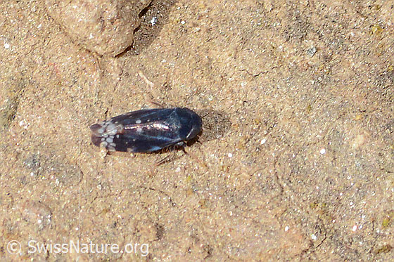 Neoaliturus fenestratus