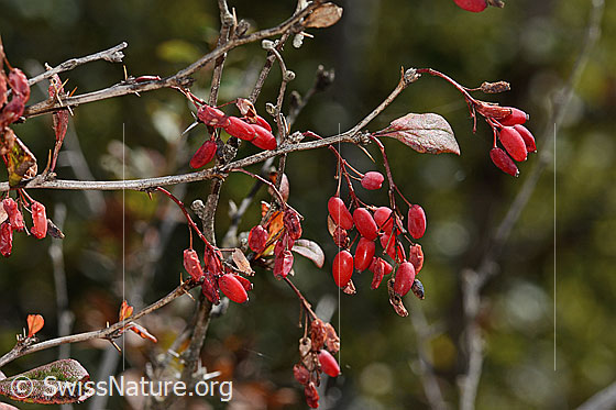 Foto: Gewöhnliche Berberitze (Berberis vulgaris). Wird auc Gemeine Berberitze, Sauerdorn, Essigbeere und Echte Berberitze genannt. Ästchen und Beeren.