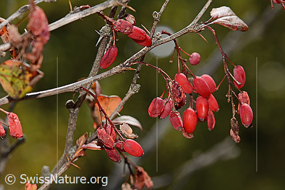 Foto: Gewöhnliche Berberitze (Berberis vulgaris). Früchte (Beeren) und Ästchen