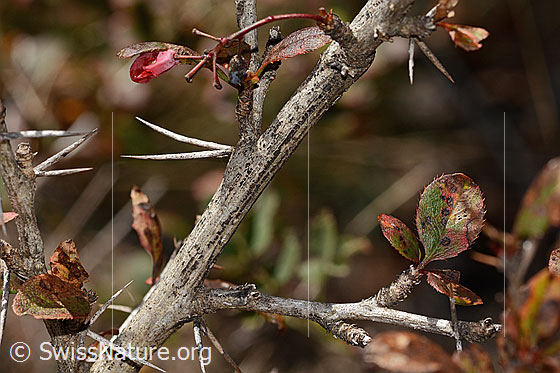Foto: Gewöhnliche Berberitze (Berberis vulgaris). Ästchen und Dornen.