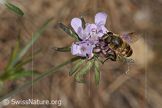 Photo: Eristalis tenax on Scabiosa columbaria. View from diagonally above.