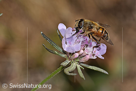 Photo: Eristalis tenax on Scabiosa columbaria. View from the side.