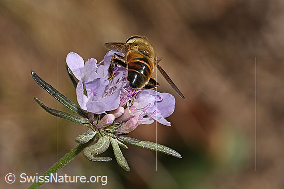 Photo: Eristalis tenax on Scabiosa columbaria. View from behind.