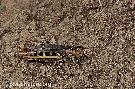 Foto: Wahrscheinlich Verkannter Grashüpfer (Chorthippus mollis). Länge 17mm. Weibchen. Ansicht von der Seite.