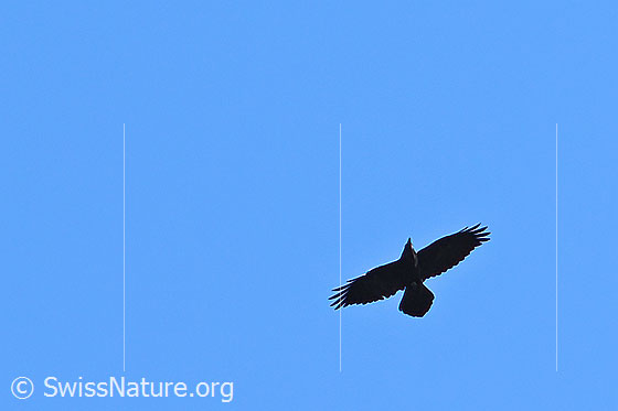 Photo: Corvus corax in flight. View from below. 
