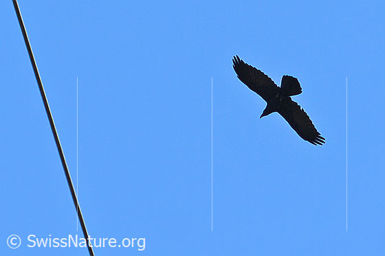Photo: Corvus corax in flight. View from below.