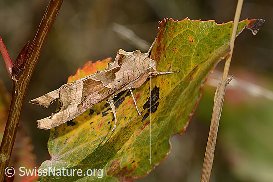 Achateule (Phlogophora meticulosa)